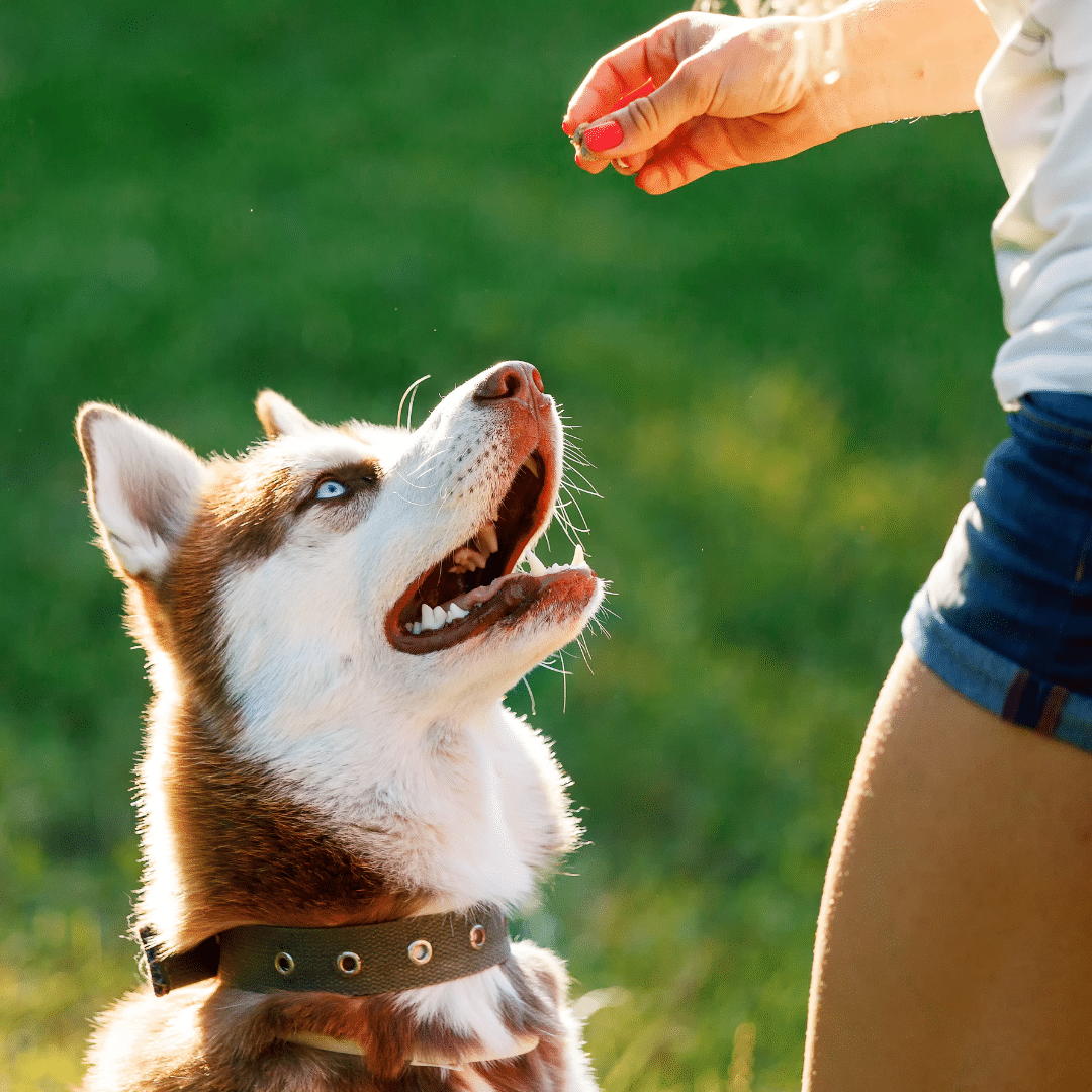 Spring Training for Your Dog: Why March is the Perfect Month to Start